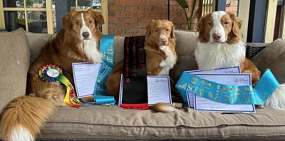 The Sleep's dogs