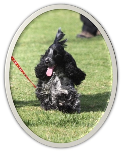 Poppy