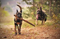 German shepherds. Courtesy pexels.com (Josef Feyer)