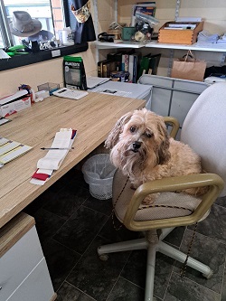 Monty helping in the club office