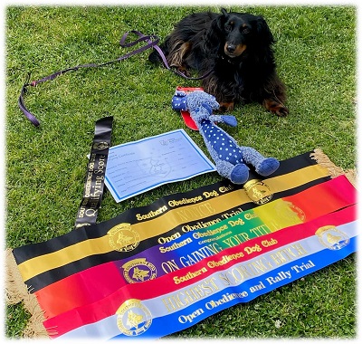 Belle with her many awards