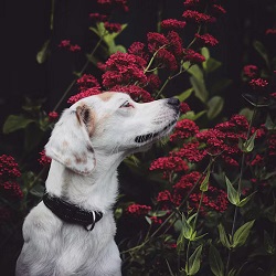 Scentwork of sorts. Courtesy unsplash.com (Rafaelle Waasdorp)