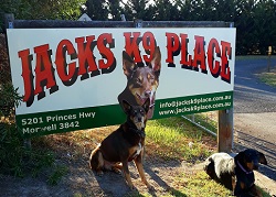 Jack's K9 Place