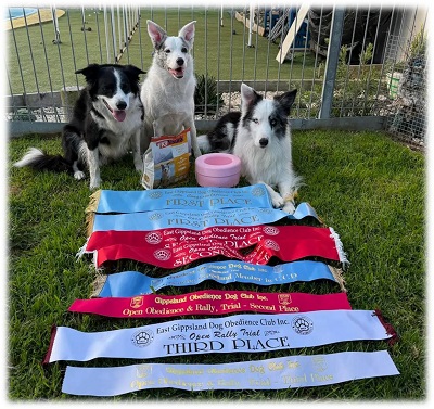 Renee's dogs with Arctic in the middle