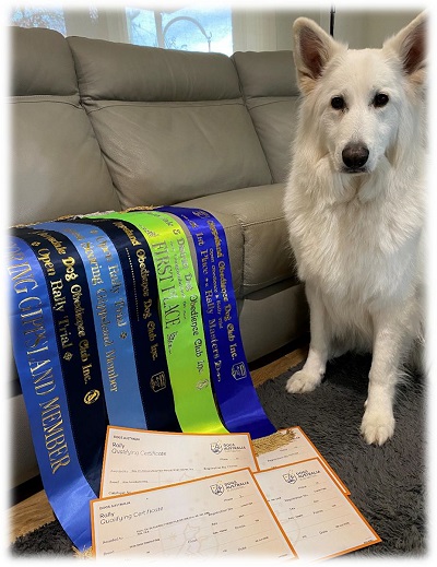 Holly with ribbons