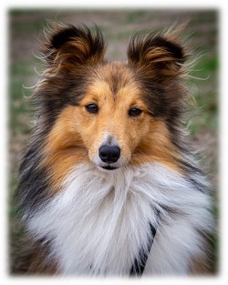 Archie