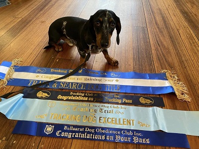 Fritz with ribbons