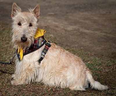 Finlay