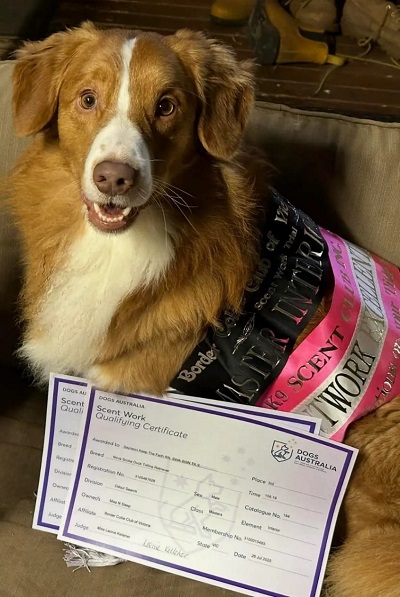 Levi showing off his ribbons and certificates