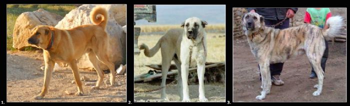 Tuzkoy Vs Haymana Vs Kangal Shepherd Dog Turkey
