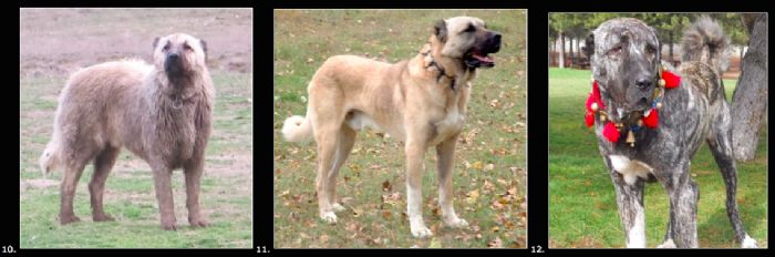 Kangal Vs Aksaray Shepher Dog Turkey
