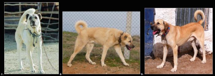 Yoruk Vs Kangal Vs Tuzkoy Shepherd Dog Turkey