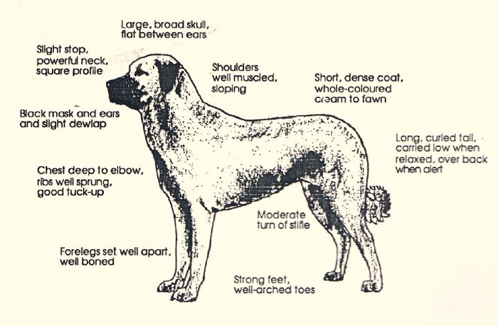 kangal shepherd dog similar breeds