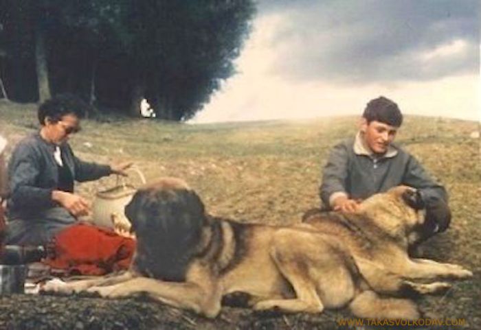 brindle anatolian shepherd puppies for sale