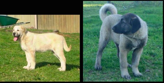 Anatolian Shepherd Kangal Difference 2024 leadctr