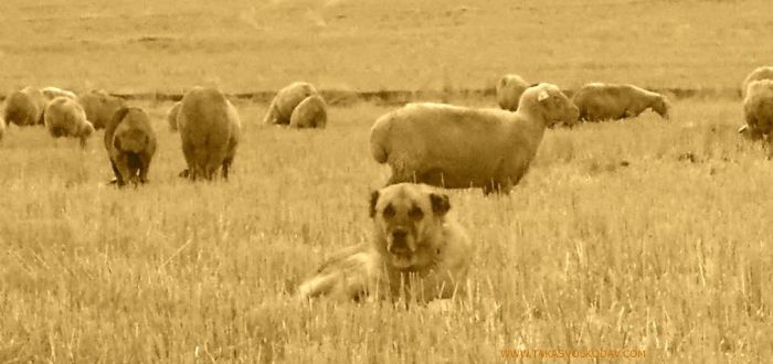 Turkish Shepherd Dog York