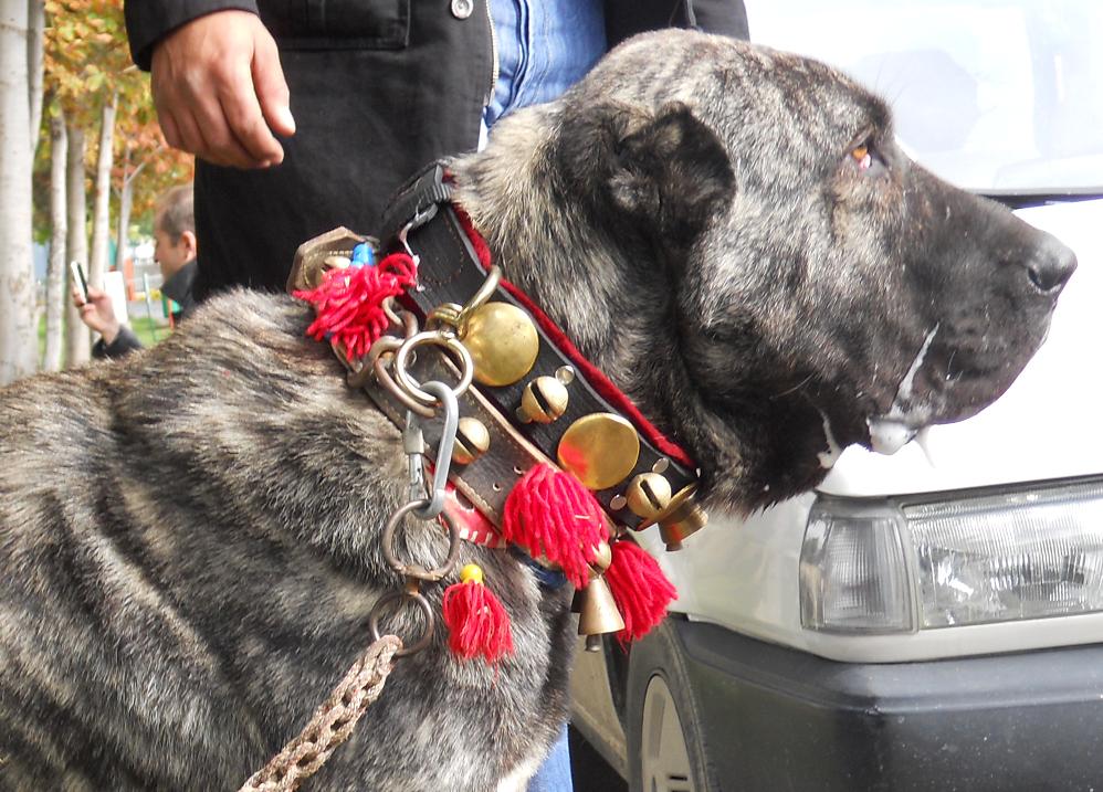 Brindle Turkish Shepherd Dog Aksaray
