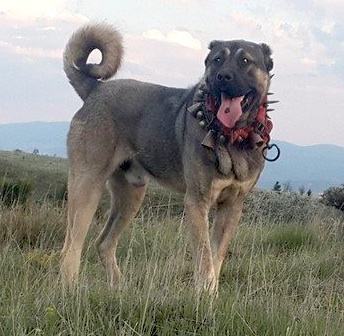 turkish boz shepherd