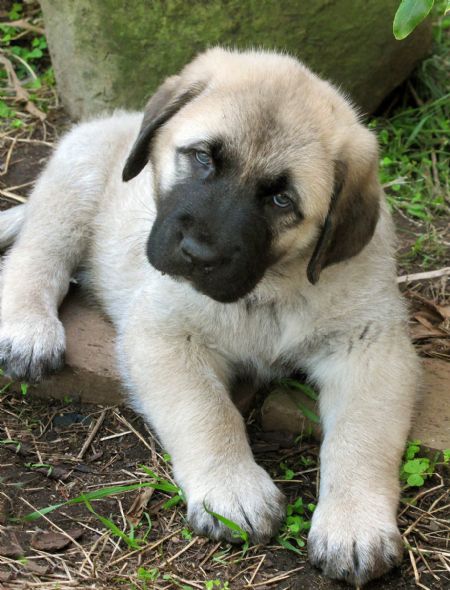 good Kangal puppy