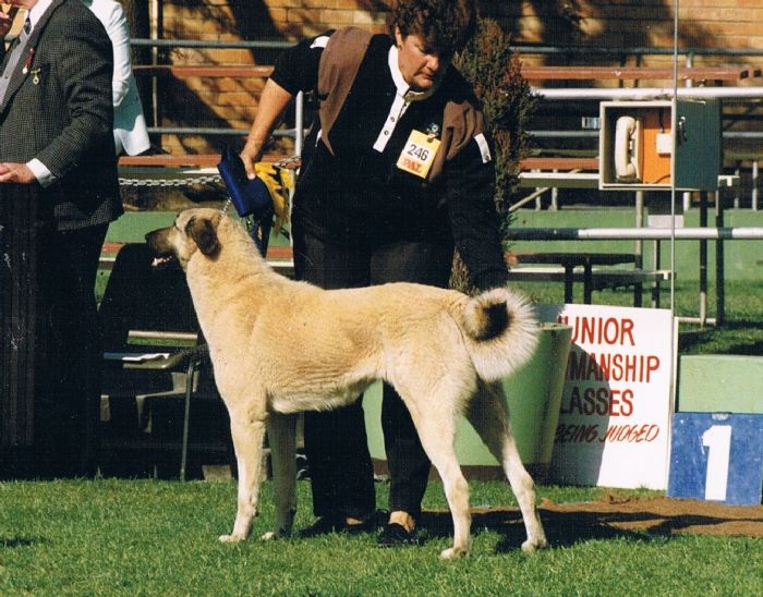 Karabash Kangal show dog