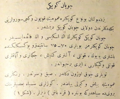 Original Kangal