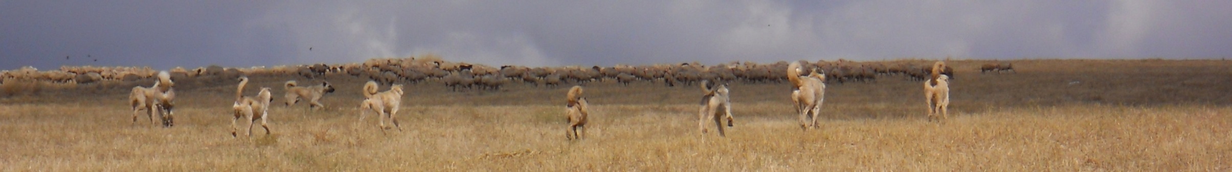 Anatolian Shepherd dogs running in the field in Turkey
